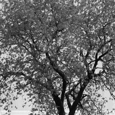 13pc Arbor PEVA Shower Curtain And Rings Set Black - Zenna Home 3 13pc Arbor PEVA Shower Curtain And Rings Set Black - Zenna Home - Image 3